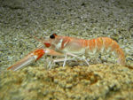 A slim pink lobster with kidney-shaped eyes.