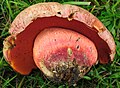 !!Rubroboletus legaliae!!