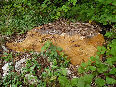 Stark verkieselter Sidérolithique, gefunden am Oberlauf des Boulous bei Saint-Angel