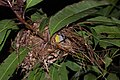 Bananaquit