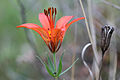 Side view of flower