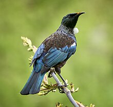 A black bird named a Tūī with a white throat feather on a flax flower stalk, with pollen on its beak, against a green background.