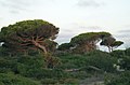 Pinos moldeados por el viento en Sancti Petri (Andalucía, España).