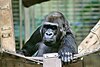 Head and upper torso of a Western Lowland Gorilla looking straight at the viewer