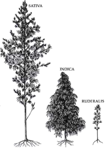 black and white drawing: C. sativa tall, C. indica middle, C. ruderalis small