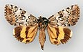 Catocala connubialis f. sancta connubial underwing