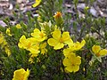 Rozkvetlá hibercie Hibbertia calycina