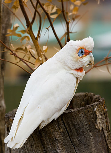 A Perched Long-billed Corella