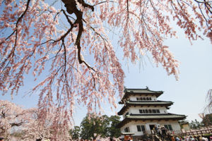 Hirosaki Castle and cherry blossoms