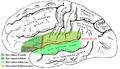 Operculum