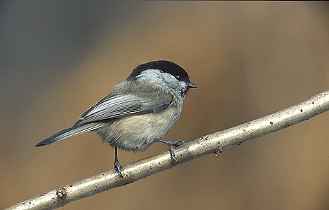 Matkop (Poecile montanus)