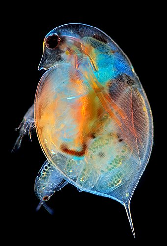 Rodící perloočka hrotnatka (Daphnia)