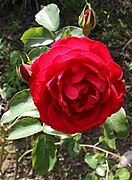 Rosa roja.