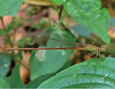 Ceriagrion olivaceum male