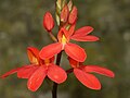 Disa cardinalis