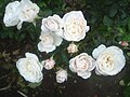 Floribunda 'English Miss'