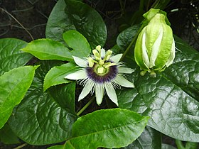 Flowers of Passiflora edulis