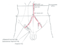 Visione frontale dell'addome, è indicato il decorso delle arterie e del canale inguinale.