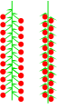 Catkin (racemose or spicate)