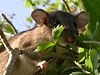 Key Largo Woodrat