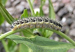 The caterpillar of the large white butterfly