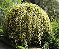 Rosa banksiae 'Lutea'