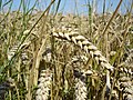 Triticum aestivum (bulir majemuk)