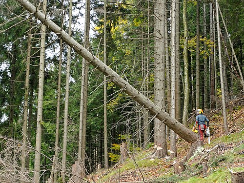 Holzfällen mit der Motorsäge