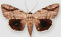 Catocala maestosa sad underwing