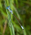 Réti rabló (Lestes dryas) - hím