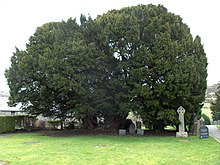 Llangernyw yew.jpg