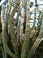 Pitayon, Cabeza de Vijeo, Pilosocereus leucocephalus