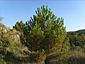 Pi de 17 anys sense haver estat mai esporgat que té forma oval. Les branques de sota comencen a assecar-se i amb els anys tindrà forma de para-sol.