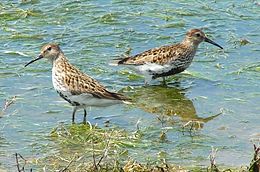 Juodkrūtis bėgikas (Calidris alpina)