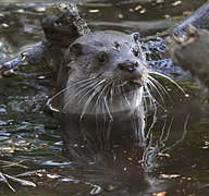 Vue en couleur d'une tête de loutre émergeant de l'eau..