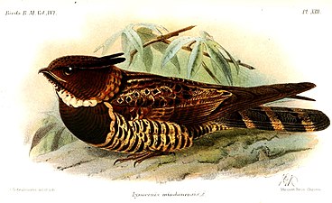 Ilustrace lelka ušatého (John Gerrard Keulemans, 1892)