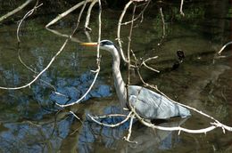 Pilkasis garnys (Ardea cinerea)