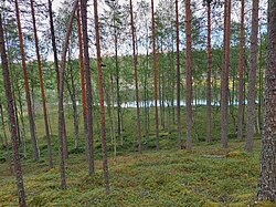 Mäyrälammen rannat ovat soistunutta hetteikköä