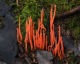 Clavariaceae Clavulinopsis corallinorosacea