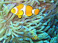 Common clownfish