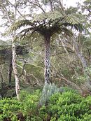 Cyathea glauca, une fougère arborescente australienne