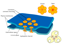 Electrical synapases are composed of protein complexes that are imbedded in both membranes of adjacent neurons and thereby provide a direct channel for ions to flow from the cytoplasm of one cell into an adjacent cell.