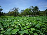 源平池（夏期） 蓮に覆われている