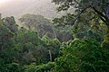 The forest in the Knysna region, typified by Podocarpus species