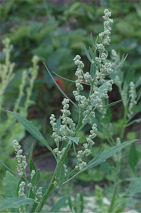 Hvidmelet Gåsefod (Chenopodium album) Foto: Rasbak