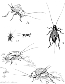 The common black cricket, Gryllus assimilis