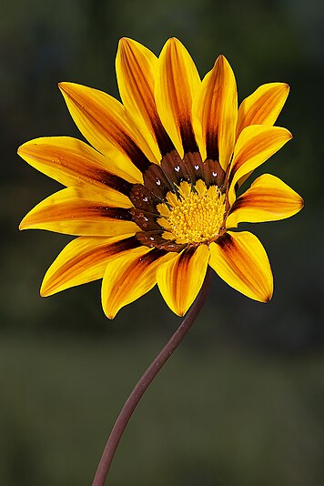 Clumping Gazania