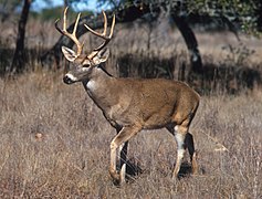 Cerf de Virginie (Odocoileus virginianus)