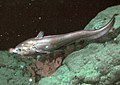 Image 45The rattail Coryphaenoides armatus (abyssal grenadier) on the Davidson Seamount at a depth of 2,253 metres (7,392 ft). (from Deep-sea fish)