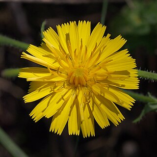 Taraxacum officinale